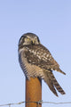 Hawk Owl Is Perched On A Fence Post Wall Mural