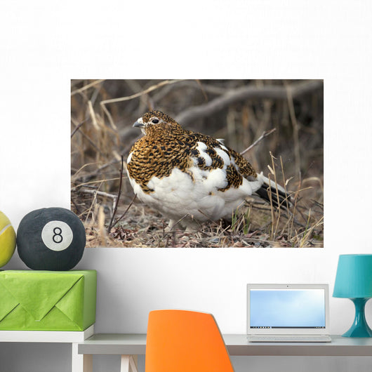 Portrait Of Willow Ptarmigan Female With Spring Plummage Wall Mural