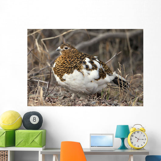 Portrait Of Willow Ptarmigan Female With Spring Plummage Wall Mural