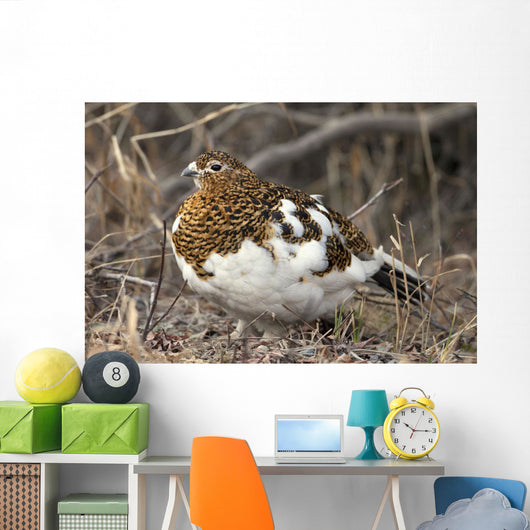Portrait Of Willow Ptarmigan Female With Spring Plummage Wall Mural