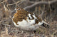 Portrait Of Willow Ptarmigan Female With Spring Plummage Wall Mural