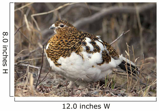 Portrait Of Willow Ptarmigan Female With Spring Plummage Wall Mural