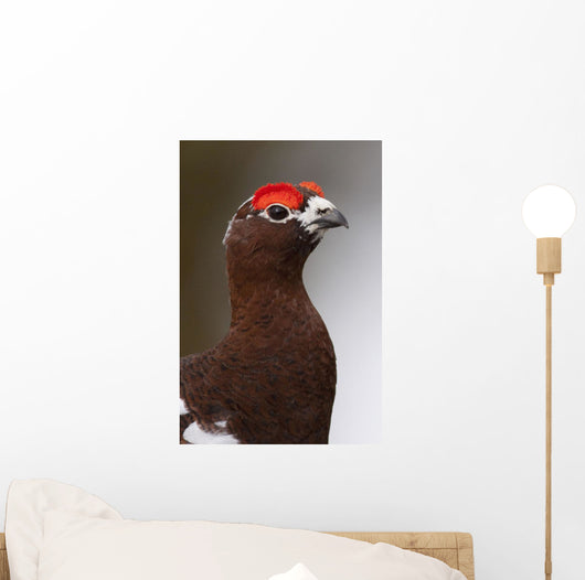 Portrait Of A Male Willow Ptarmigan During Spring In Interior Alaska Wall Mural