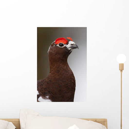Portrait Of A Male Willow Ptarmigan During Spring In Interior Alaska Wall Mural