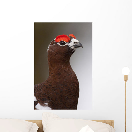 Portrait Of A Male Willow Ptarmigan During Spring In Interior Alaska Wall Mural