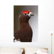 Portrait Of A Male Willow Ptarmigan During Spring In Interior Alaska Wall Mural