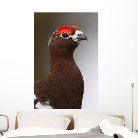 Portrait Of A Male Willow Ptarmigan During Spring In Interior Alaska Wall Mural