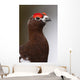 Portrait Of A Male Willow Ptarmigan During Spring In Interior Alaska Wall Mural