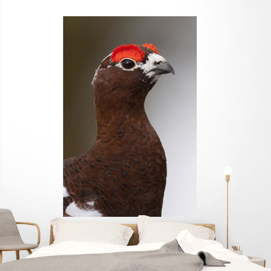 Portrait Of A Male Willow Ptarmigan During Spring In Interior Alaska Wall Mural