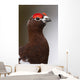 Portrait Of A Male Willow Ptarmigan During Spring In Interior Alaska Wall Mural