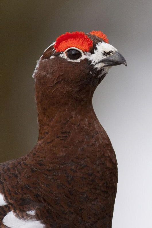 Portrait Of A Male Willow Ptarmigan During Spring In Interior Alaska Wall Mural