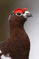 Portrait Of A Male Willow Ptarmigan During Spring In Interior Alaska Wall Mural