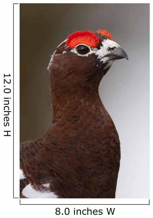 Portrait Of A Male Willow Ptarmigan During Spring In Interior Alaska Wall Mural