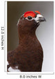 Portrait Of A Male Willow Ptarmigan During Spring In Interior Alaska Wall Mural