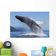 A Humpback Whale Breaches Wall Mural