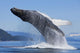 A Humpback Whale Breaches Wall Mural