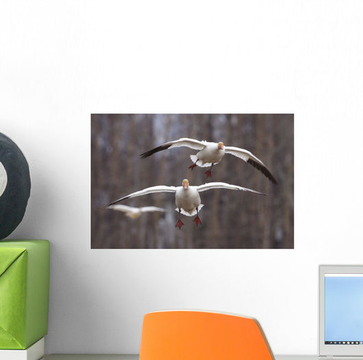 Three Snow Geese In Flight During Spring In The Matanuska Valley Wall Mural