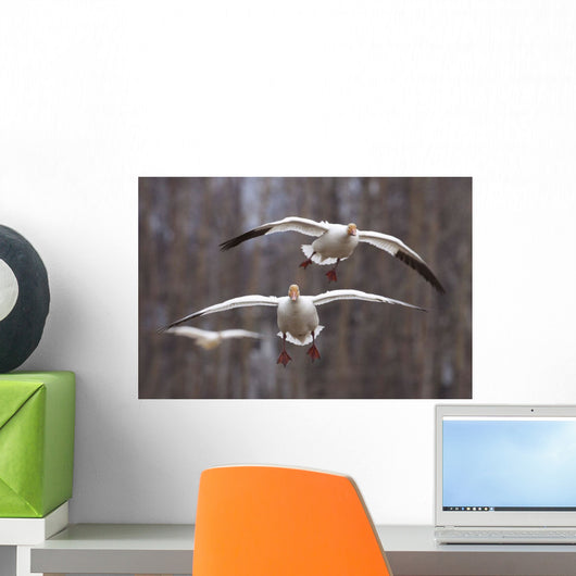 Three Snow Geese In Flight During Spring In The Matanuska Valley Wall Mural