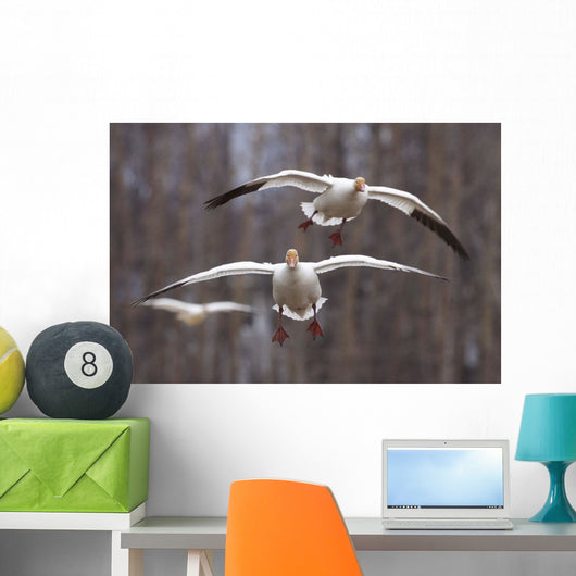 Three Snow Geese In Flight During Spring In The Matanuska Valley Wall Mural