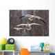 Three Snow Geese In Flight During Spring In The Matanuska Valley Wall Mural