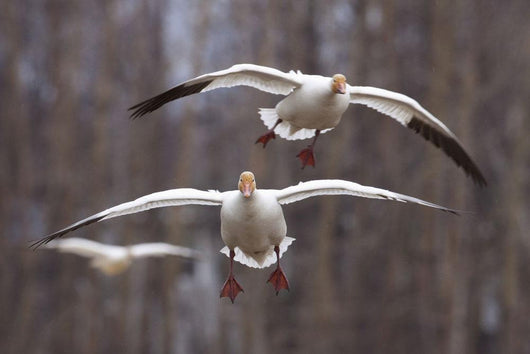 Three Snow Geese In Flight During Spring In The Matanuska Valley Wall Mural