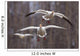Three Snow Geese In Flight During Spring In The Matanuska Valley Wall Mural