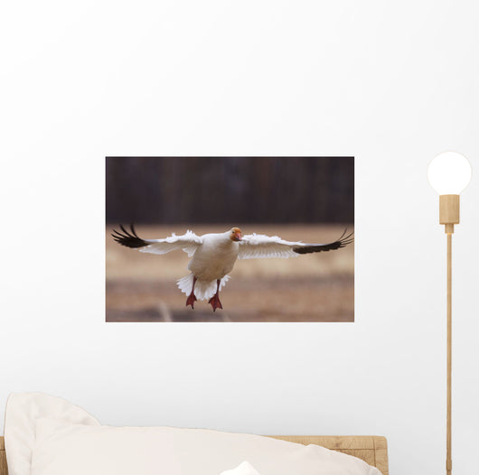 Snow Goose Landing During Spring In The Matanuska Valley Wall Mural
