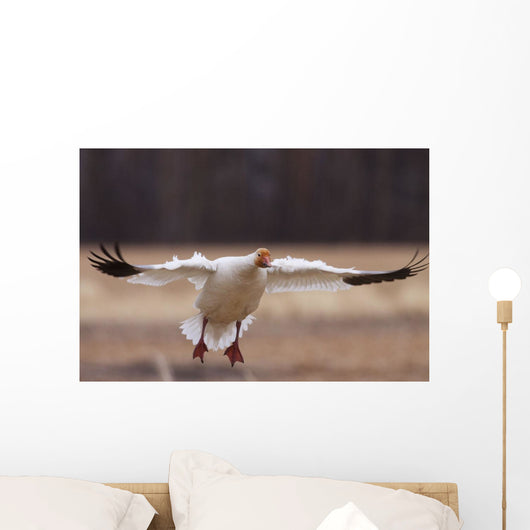 Snow Goose Landing During Spring In The Matanuska Valley Wall Mural