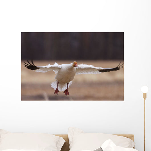 Snow Goose Landing During Spring In The Matanuska Valley Wall Mural