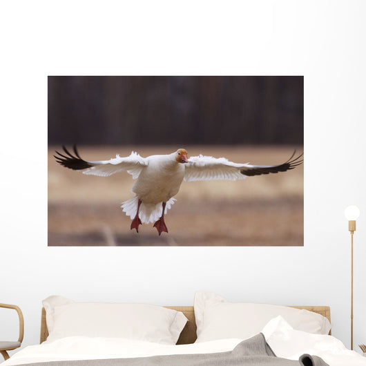 Snow Goose Landing During Spring In The Matanuska Valley Wall Mural