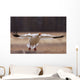 Snow Goose Landing During Spring In The Matanuska Valley Wall Mural