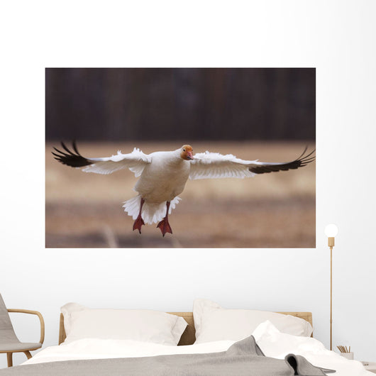 Snow Goose Landing During Spring In The Matanuska Valley Wall Mural
