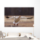 Snow Goose Landing During Spring In The Matanuska Valley Wall Mural