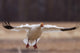 Snow Goose Landing During Spring In The Matanuska Valley Wall Mural