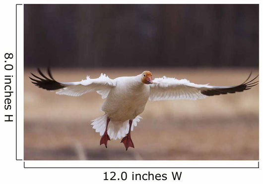 Snow Goose Landing During Spring In The Matanuska Valley Wall Mural