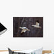 Two Snow Geese In Flight During Spring In The Matanuska Valley Wall Mural