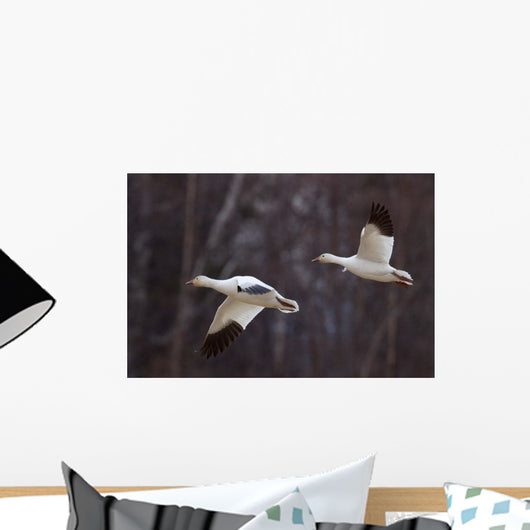 Two Snow Geese In Flight During Spring In The Matanuska Valley Wall Mural