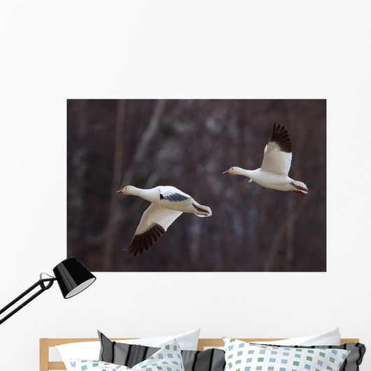 Two Snow Geese In Flight During Spring In The Matanuska Valley Wall Mural