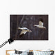Two Snow Geese In Flight During Spring In The Matanuska Valley Wall Mural