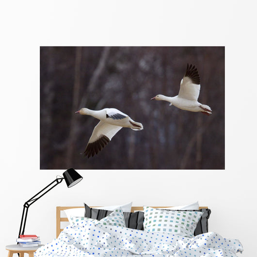 Two Snow Geese In Flight During Spring In The Matanuska Valley Wall Mural
