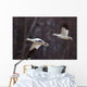 Two Snow Geese In Flight During Spring In The Matanuska Valley Wall Mural
