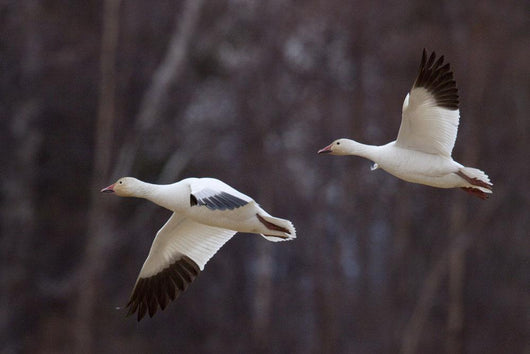 Two Snow Geese In Flight During Spring In The Matanuska Valley Wall Mural