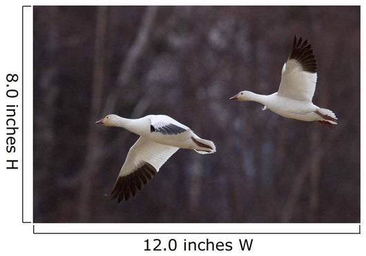 Two Snow Geese In Flight During Spring In The Matanuska Valley Wall Mural