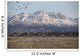 A Large Flock Of Snow Geese Take Off From A Field Wall Mural