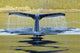 Humpback Whale Diving With Tail Fluke Visible Wall Mural