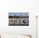 Flock Of Snow Geese Drinking From A Pond Wall Mural