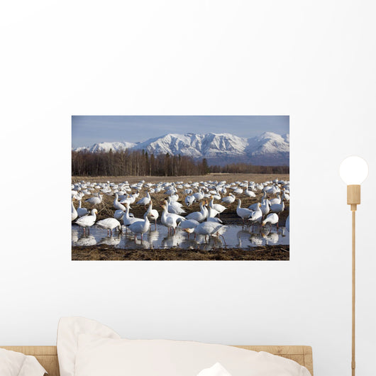 Flock Of Snow Geese Drinking From A Pond Wall Mural
