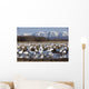 Flock Of Snow Geese Drinking From A Pond Wall Mural