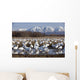 Flock Of Snow Geese Drinking From A Pond Wall Mural