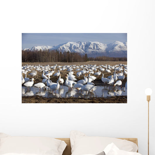 Flock Of Snow Geese Drinking From A Pond Wall Mural